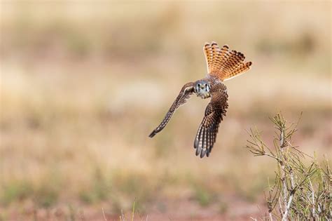 West Texas Wildlife - Lee Hoy Photography