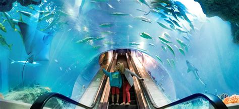 OdySea Aquarium | Visit Arizona