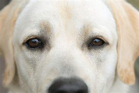 Skin Tags on Dogs: How to Identify and Treat Them | Great Pet Care