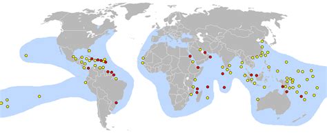 Hawksbill Sea Turtles - Help Save Hawksbill Sea Turtles