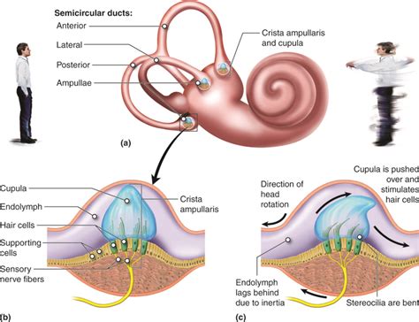 Hearing and Equilibrium | Anatomy and Physiology