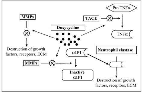 Doxycycline model for wound healing. Doxycycline inhibits MMPs and ...