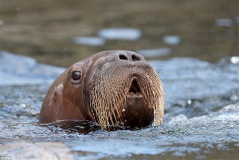 Baby Walrus Called