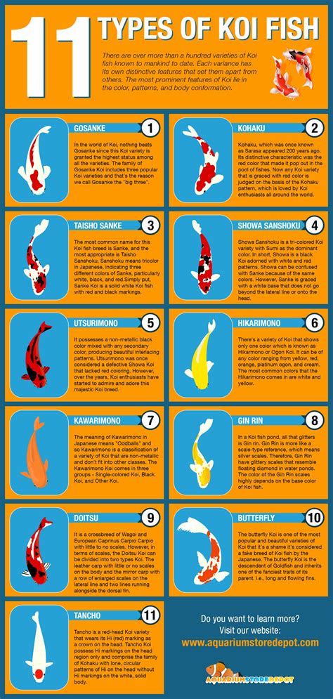 11 Most Popular Types Of Koi Fish [INFOGRAPHiC] - Infographic Plaza