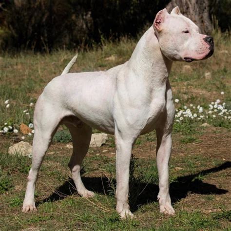 Cane Corso VS Dogo Argentino: Which Breed Wins?