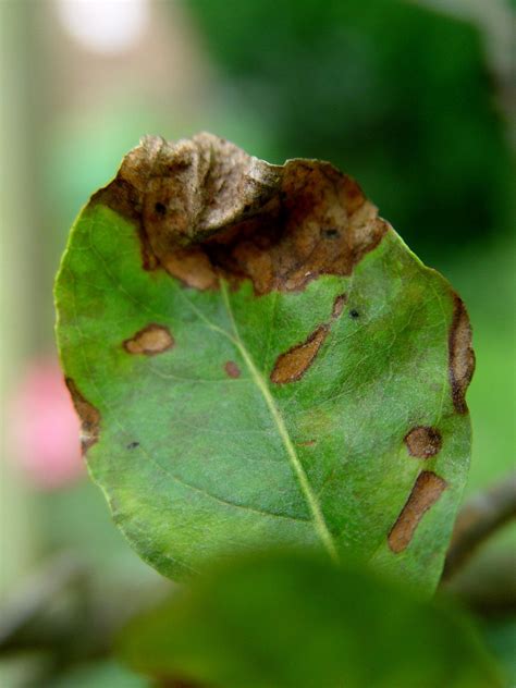 Dogwood tree is getting spots | PennLive.com