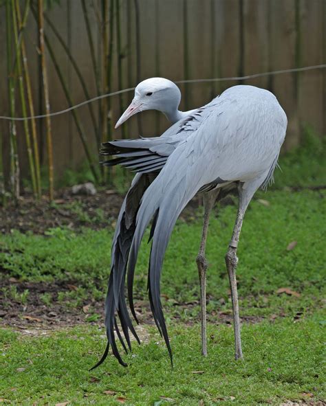 Pictures and information on Blue Crane | Houston zoo, Animals, Habitats