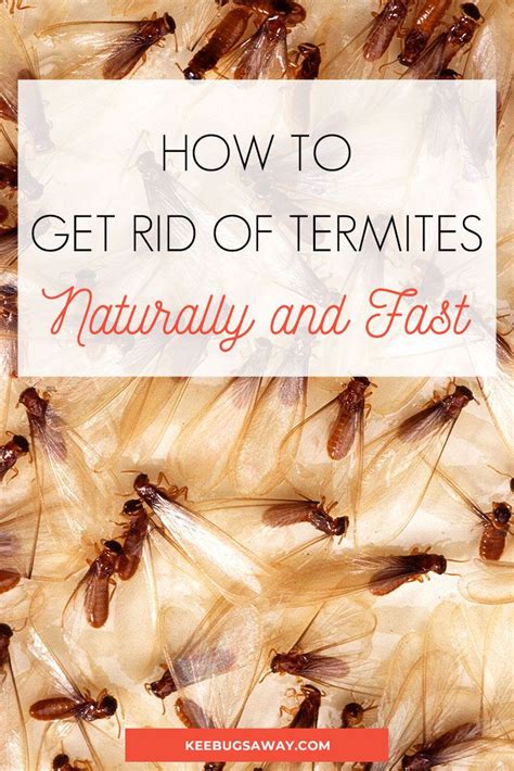 How to Get Rid of Termites: 22 Easy Ways to Kill Termites Effectively | Diy termite treatment ...