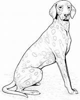 Dog Breed Coloring Pages Sketch Page sketch template