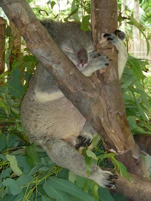 Lene's Adventures: Magnetic Island Wildlife