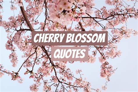 87 BEST Cherry Blossom Quotes and Captions - Laure Wanders