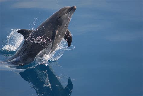 Bottlenose Dolphin Predators