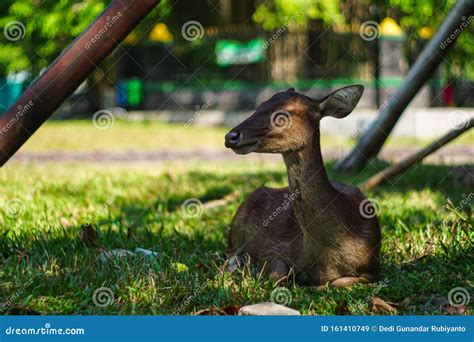 A Cute Small Baby Deer Sleeping on Short Green Field Grass Stock Image - Image of trees, mammal ...