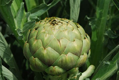 Artichoke Varieties, Types of Artichokes, Varieties of Artichokes