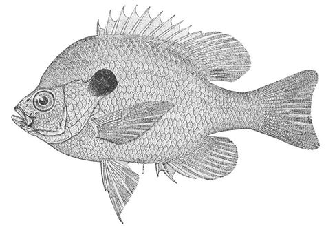 Image result for bluegill drawing | Bluegill, Drawings, Fish pet