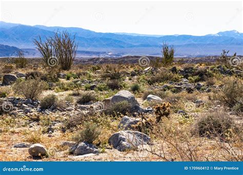 Southwest Desert Landscape with Desert Plants in Springtime, Camping, Hiking and Adventure in ...