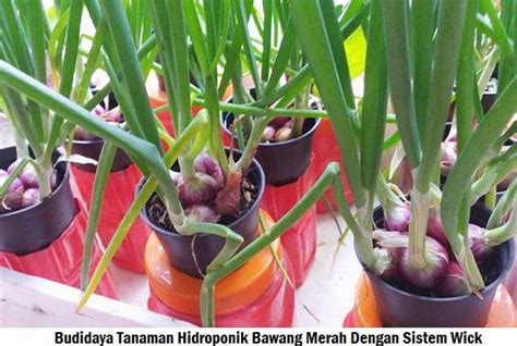 √ Cara Menanam Bawang Merah Hidroponik [Lengkap]