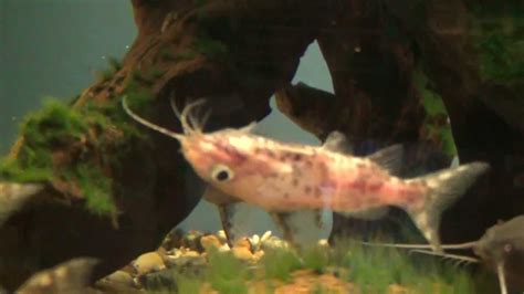 True Upside Down Catfish for sale at Tyne Valley Aquatics - YouTube