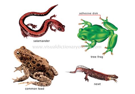 ANIMAL KINGDOM :: AMPHIBIANS :: EXAMPLES OF AMPHIBIANS [2] image - Visual Dictionary Online