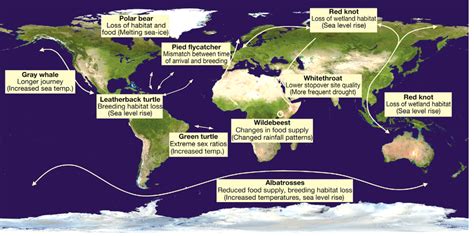 Impacts of climate change on migratory animals; examples indicate the... | Download Scientific ...