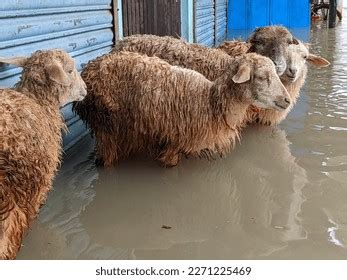 Flood Waters Can Pose Significant Danger Stock Photo 2271225469 | Shutterstock