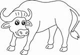 Buffalo Coloring Page Isolated For Kids 5163273 Vector Art At Vecteezy sketch template