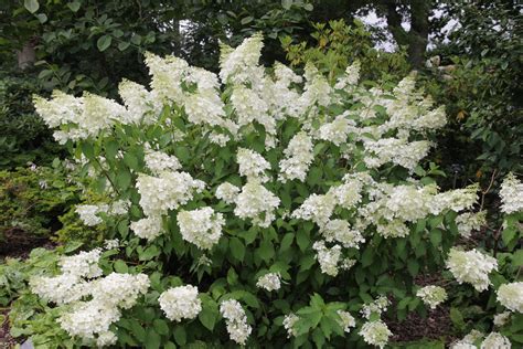 Plant of the week- Hydrangea paniculata 'Floribunda' – Thomas Stone MCI ...