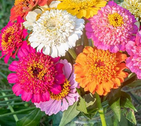 Zinnia Cupcake Mix Seeds - Etsy