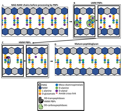 Roles of penicillin-binding proteins (PBPs) in peptidoglycan synthesis.... | Download Scientific ...