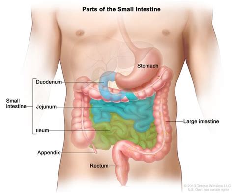 How Would a Psychologist Describe the Small Intestine