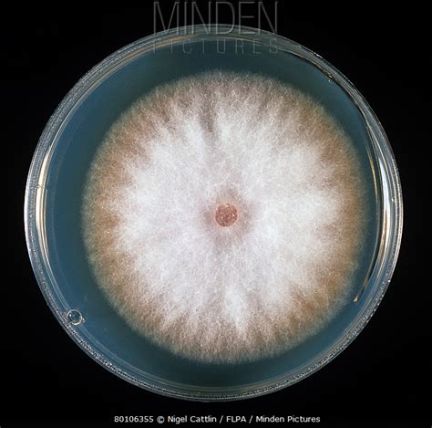 Fusarium stock photo - Minden Pictures