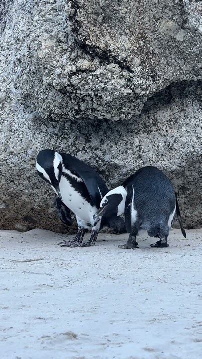 Penguin love | African penguin mating call | Jackass Penguin - YouTube