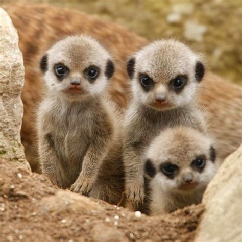 Meet Marwell Wildlife Park's New Meerkat Babies! - ZooBorns