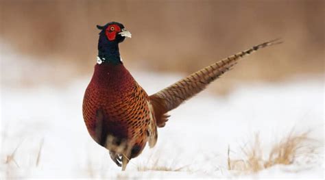 The Ultimate Pheasant Hunting Gear List - HuntTested