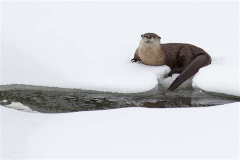 Yellowstone Park - Winter, USA