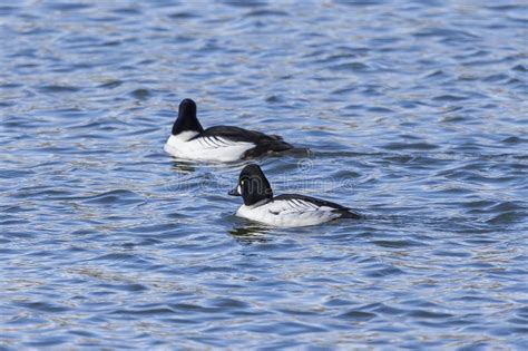 The Common Goldeneye Bucephala Clangula. Stock Image - Image of flying, habitat: 211489327