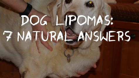 Dog Fatty Tumors: How to Tell and Treat Lipomas At Home - YouTube