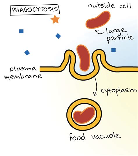 Phagocytosis definition for kids