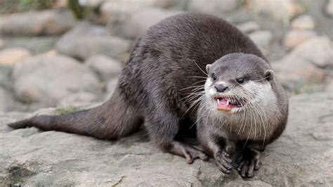 'That’s not normal': Woman airlifted to hospital after rare otter attack in Montana river | ITV News