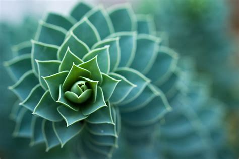 How do plants make spiral patterns? – Roots and Shoots – Medium