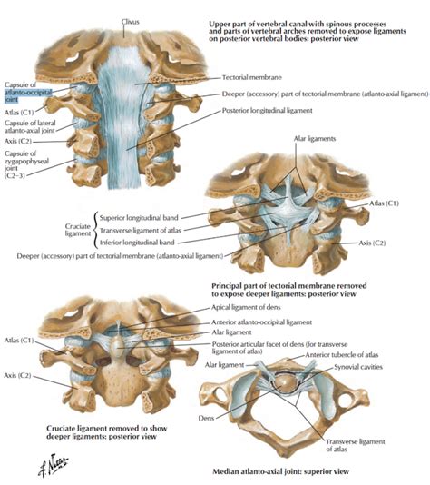 Head and Neck Anatomy: Atlanto-axial Joint