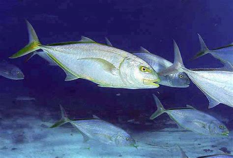 Shorefishes - The Fishes - Taxa