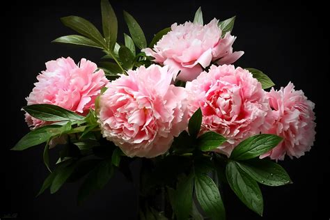 Download Pink Flower Bouquet Nature Peony HD Wallpaper by Alexander ...