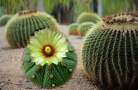 Cacti Desert Landscape | Desert landscaping, Cacti and succulents ...