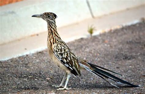 Roadrunner - Description, Habitat, Image, Diet, and Interesting Facts