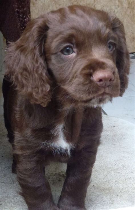 Chocolate Working Cocker Spaniel Puppy | Spaniel puppies, Cocker spaniel puppies, Cocker spaniel dog