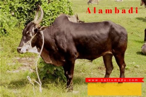 List of Bos Indicus Breeds - (Zebu Breed) - Native Breed.org