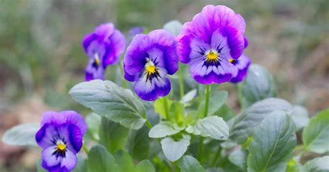 Are Pansy Flowers Edible? Tips for Harvest and Use | Gardener’s Path