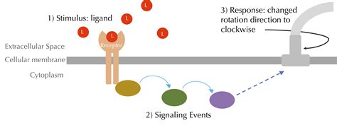 Signaling and Ligand-Receptor Dynamics - Biological Modeling