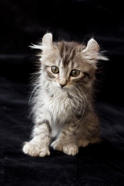 Pictures of Highlander Cat Breed | Cat breeds, Beautiful cats, Best cat breeds